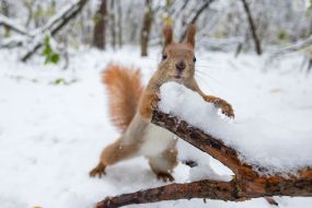 A squirrel in the park
