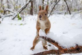 A squirrel in the park
