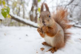 A squirrel in the park