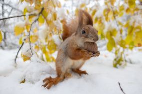 A squirrel in the park