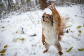 A squirrel in the park
