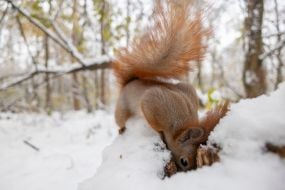 A squirrel in the park