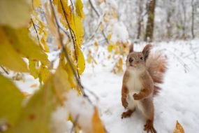 A squirrel in the park
