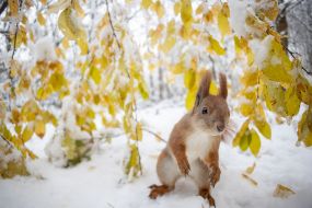 A squirrel in the park