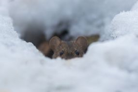 mouse