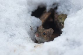 mouse