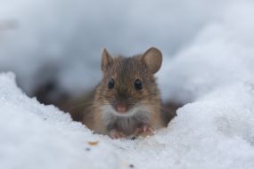 mouse