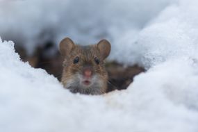 mouse