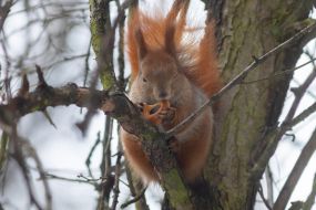 A squirrel in the park