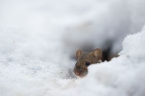 mouse