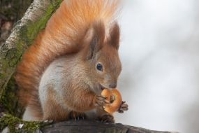 A squirrel in the park