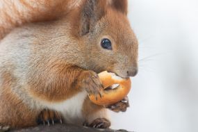 A squirrel in the park