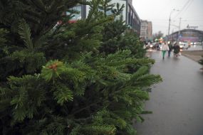 Продажа елок в Киеве