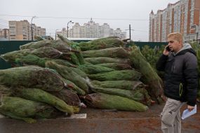 Продажа елок в Киеве