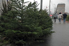 Продажа елок в Киеве