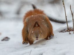 A squirrel in the park