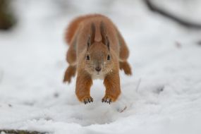 A squirrel in the park