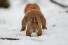 A squirrel in the park