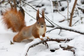 A squirrel in the park