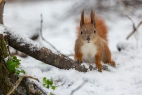A squirrel in the park
