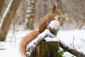 A squirrel in the park