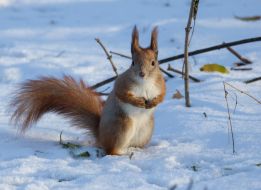 A squirrel in the park