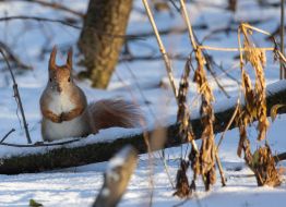 A squirrel in the park