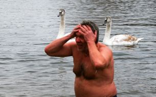 Мужчина погружается в воду в озере, где плавают лебеди, в Гидропарке