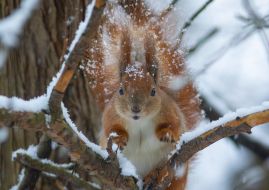 A squirrel in the park