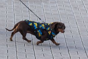 Dachshund in a jacket with a map of Ukraine print