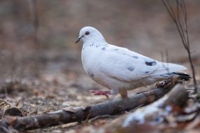 Dove