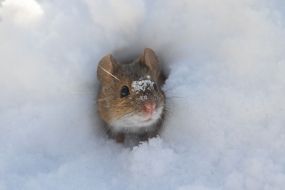 Мышь в снегу