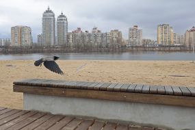 Сіра ворона на пляжі в парку "Наталка"