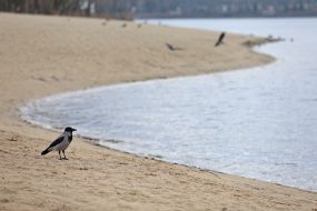 Сіра ворона на пляжі в парку "Наталка"