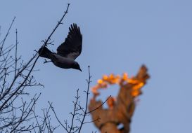 Crow on the background of Berehyna