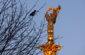 Crow on the background of Berehyna