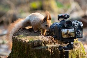 Белка возле фотоаппарата