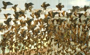 ORIGAMI for UKRAINE Installation  on the facade of the Museum of the History of the City of Kyiv