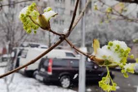 Snow fell in Kyiv