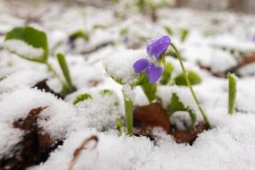 Snow fell in Kyiv