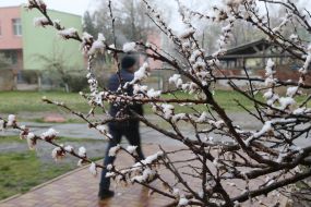 Заснеженные ветки цветущего дерева