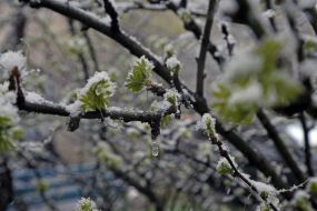 Заснеженные ветки дерева