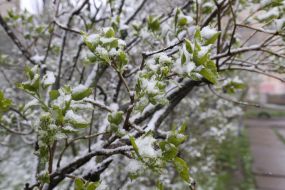 Засніжена гілка дерева