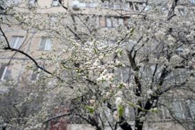 Заснеженные ветки цветущего плодового дерева