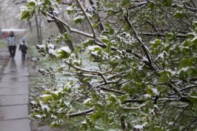 Заснеженное дерево