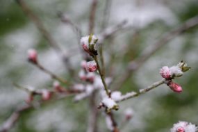 Засніжена гілка дерева