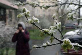Засніжена гілка дерева