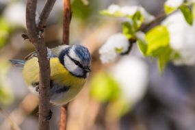 Tit