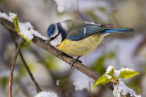 Tit