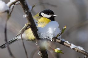 Tit